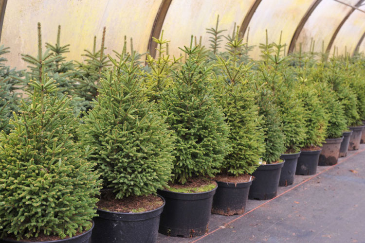 Посадка деревьев Посадка деревьев